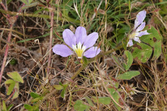 Scaevola aemula