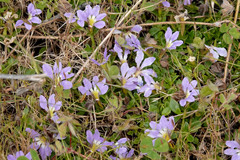 Scaevola aemula