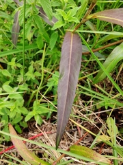 Persicaria decipiens