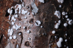 Peniophora albobadia