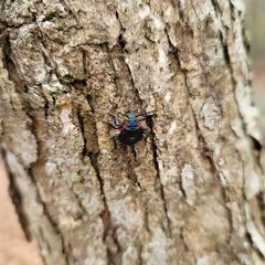 Alcaeorrhynchus grandis