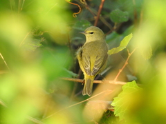 Leiothlypis celata celata