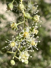 Stegnosperma halimifolium