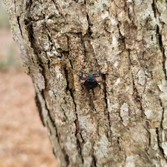 Alcaeorrhynchus grandis