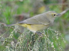 Leiothlypis celata celata