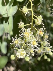 Stegnosperma halimifolium