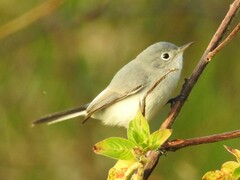 Polioptila caerulea caerulea