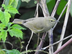 Leiothlypis celata celata
