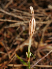 Pterostylis alobula
