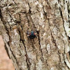 Alcaeorrhynchus grandis