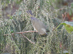 Leiothlypis celata celata