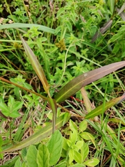 Persicaria decipiens