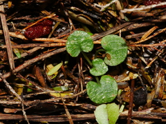 Pterostylis alobula