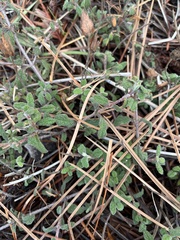 Cistus