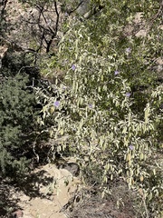 Solanum hindsianum