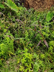 Persicaria decipiens
