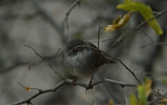 Hemitriccus margaritaceiventer