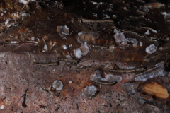 Peniophora albobadia