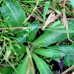 Brachyscome decipiens