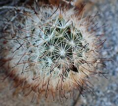 Mammillaria tetrancistra