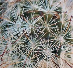 Mammillaria tetrancistra