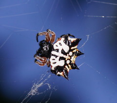 Gasteracantha sacerdotalis