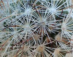 Mammillaria tetrancistra