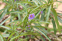 Solanum simile