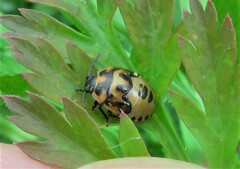 Cosmopepla lintneriana