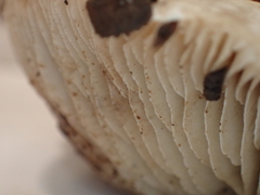 Hebeloma crustuliniforme