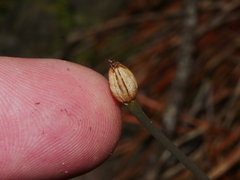 Corybas cheesemanii