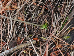 Corybas cheesemanii