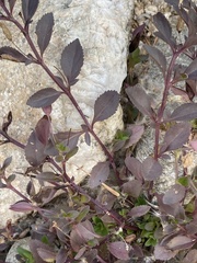 Mecardonia procumbens