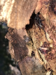 Bassaniana