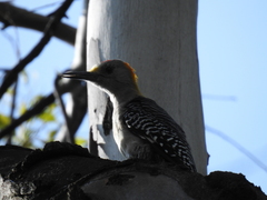 Melanerpes aurifrons