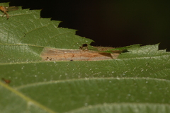 Phyllonorycter ostryaefoliella