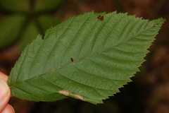 Phyllonorycter ostryaefoliella