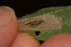 Phyllonorycter ostryaefoliella