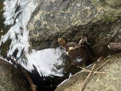 Hydromedusa maximiliani