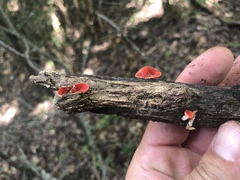 Sarcoscypha occidentalis