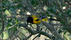 Icterus graduacauda
