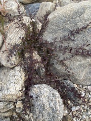 Mecardonia procumbens