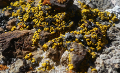 Candelariella rosulans