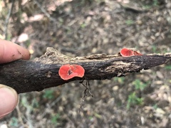 Sarcoscypha occidentalis