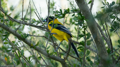 Icterus graduacauda