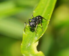 Polyrhachis phryne