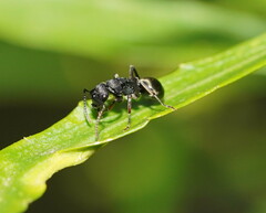 Polyrhachis phryne