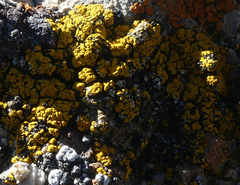Candelariella rosulans