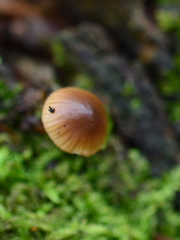 Mycena erubescens