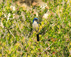 Aphelocoma insularis